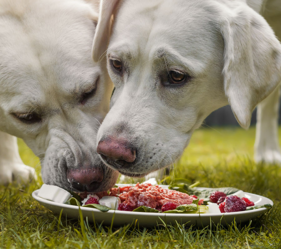 Cmo mejorar la calidad de alimentos para perro con sencillos consejos