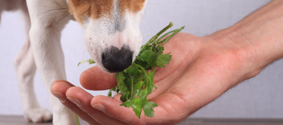 Calidad de alimentos para perro presentes en las verduras