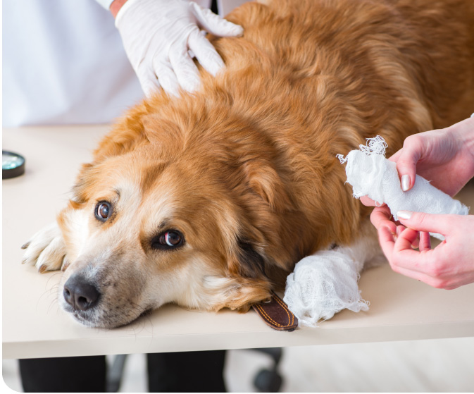 como cuidar el pelo de mi perro Revisión veterinaria de