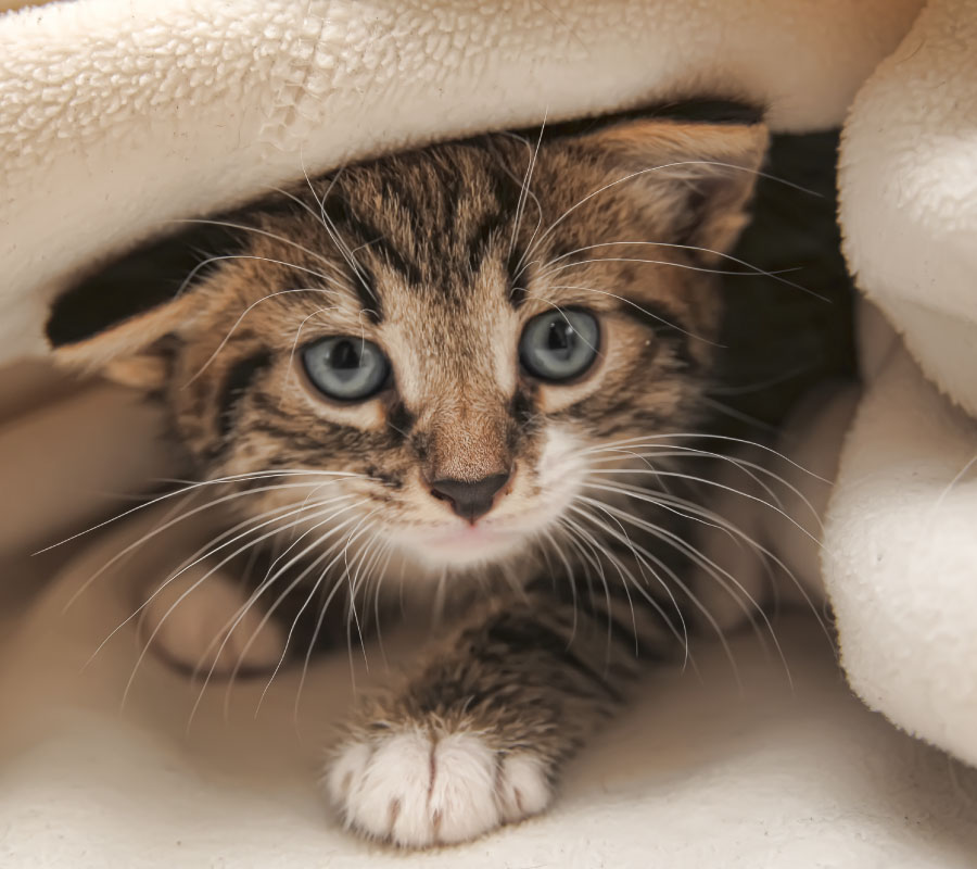 Cómo quitar el olor a orina de gato de tu casa | Homecenter