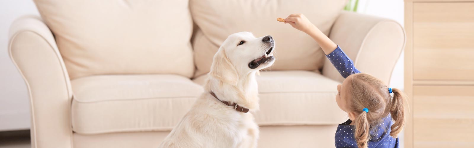 Juego de inteligencia para #perros #perro #mascotas  Juguetes tejidos para  perros, Actividades para perro, Juegos perros